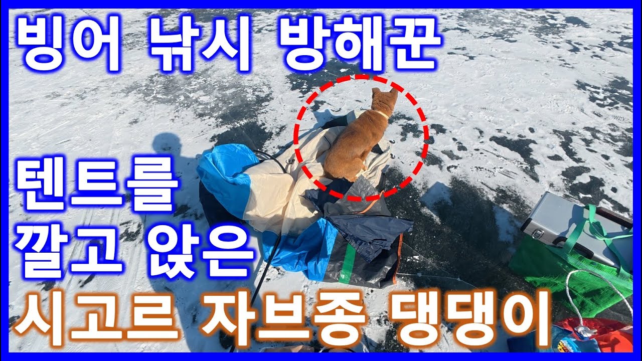 충북 보은 상궁저수지 빙어 낚시(feat.어디서 나타난 시고르 자브종)