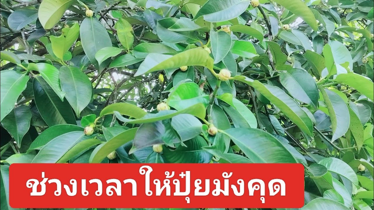 ช่วงเวลาให้ปุ๋ย ให้ยา สำหรับมังคุด