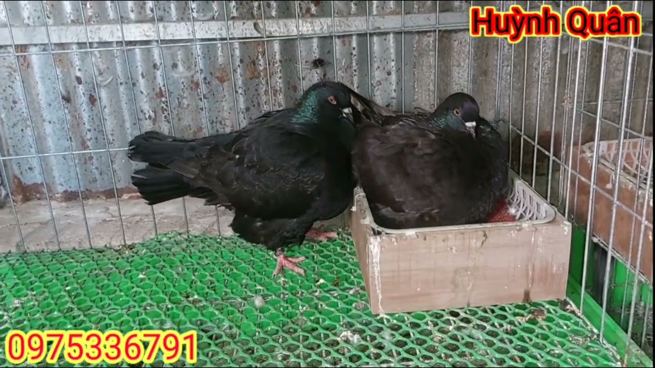 HQ| Mondain lại về trại | HUỲNH QUÂN | 