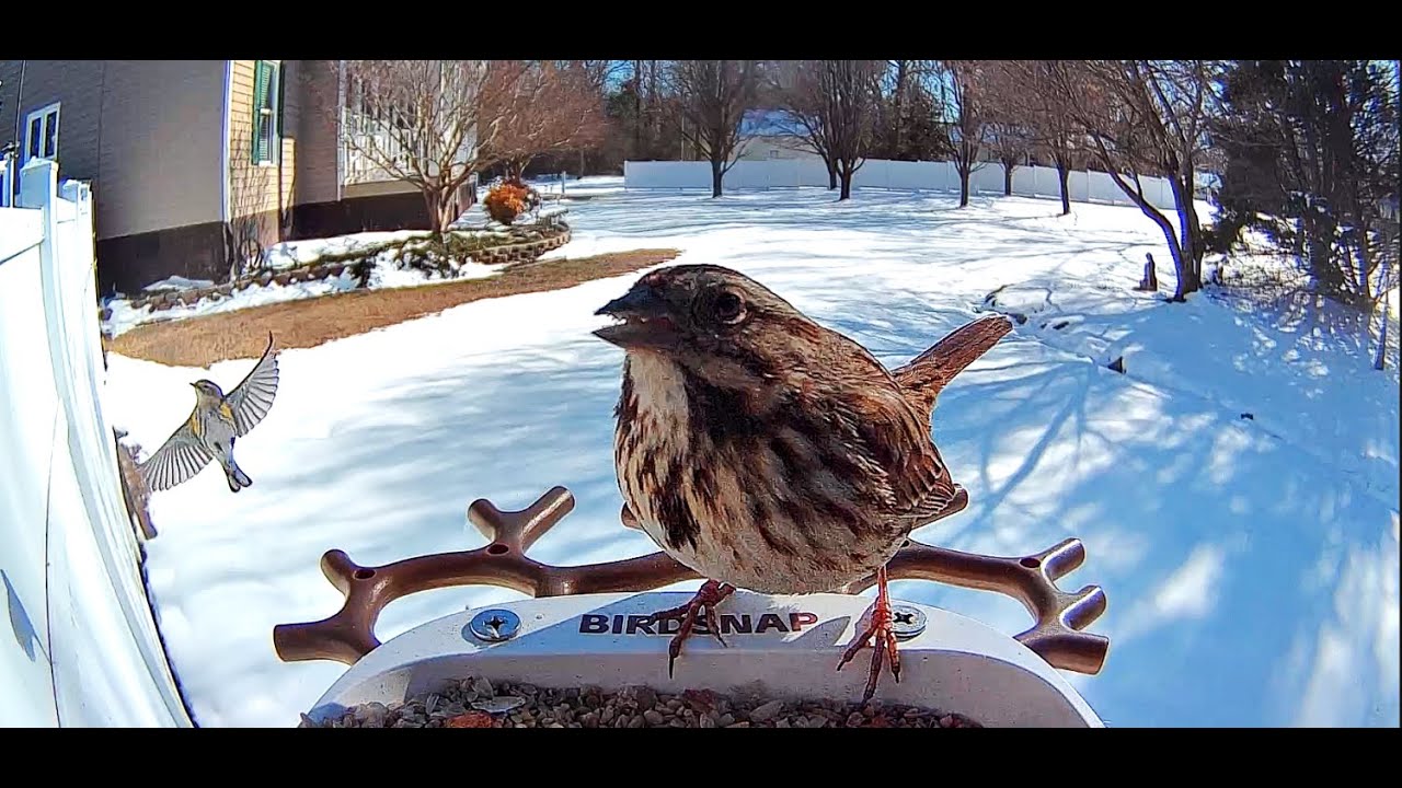 Action at the Bird Feeder