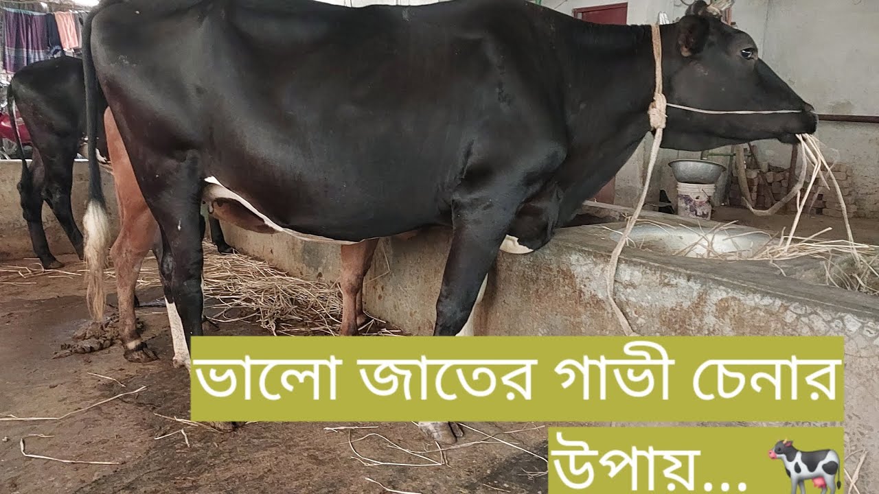 ভালো জাতের গাভী যেভাবে চিনবেন...🐄