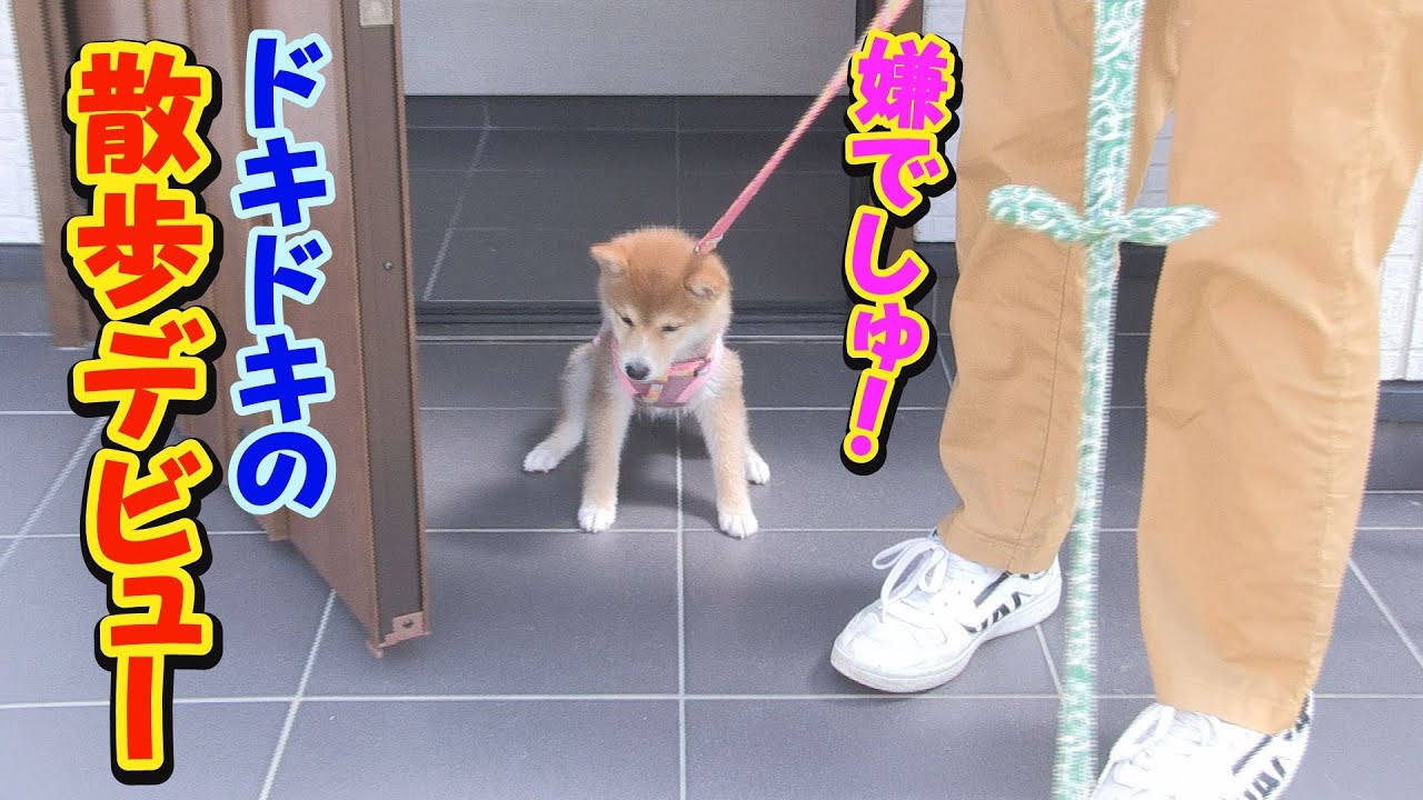 いきなり歩くのを拒否・・・頑張れ凛ちゃん！！