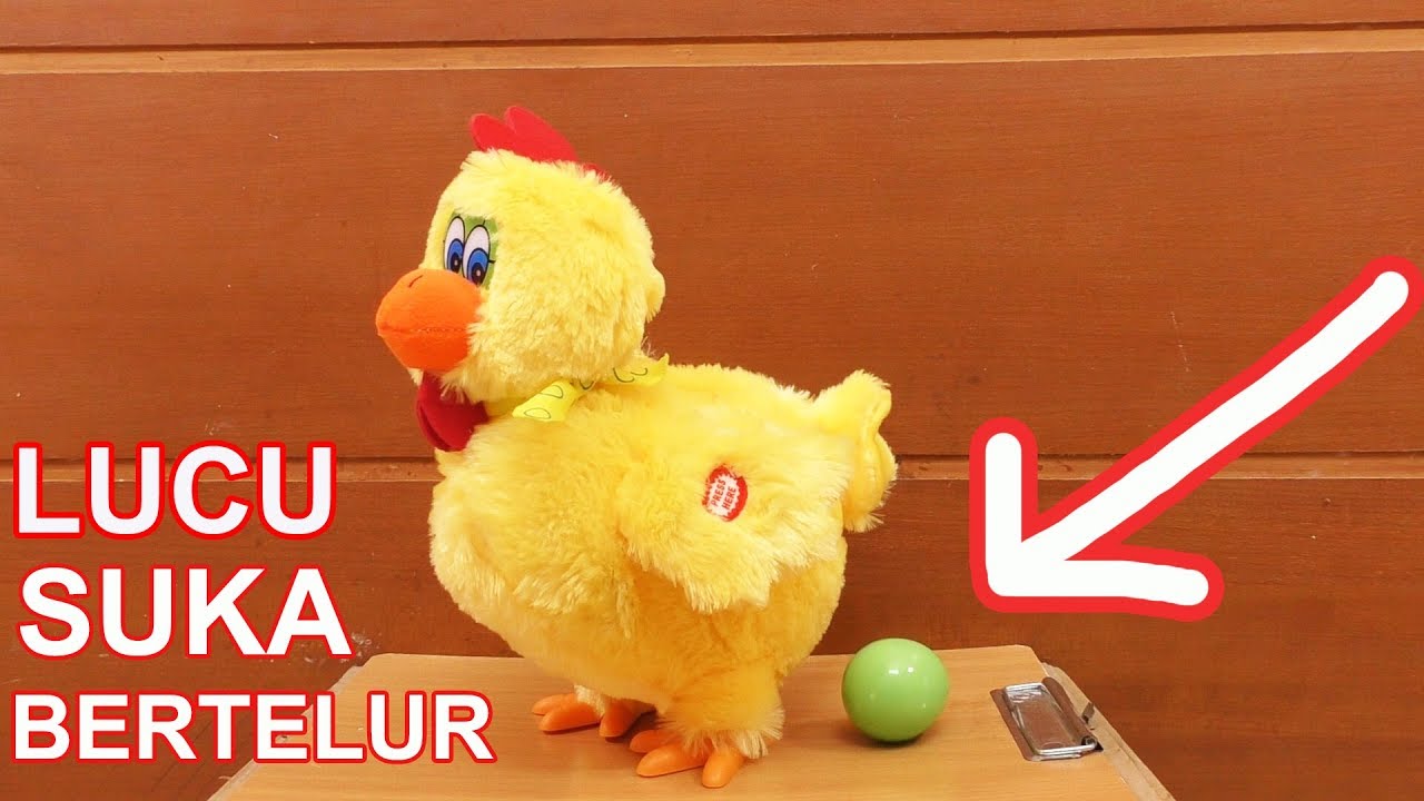 5 AYAM UNIK, LUCU, BERFAEDAH, BISA BERTELUR, BERTERIAK