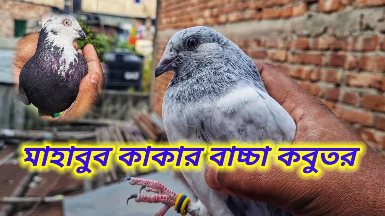 মাহাবুব কাকা কবুতরগুলো ভালো লেজাল্ট দিচ্ছে মাশাআল্লাহ🔥 | Miraj Pigeon & Pets