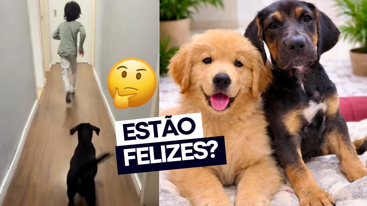 COMO AS FILHOTES CHILLA E LUNA ESTÃO APÓS A ADOÇÃO? 🤔 quem é a família delas? 