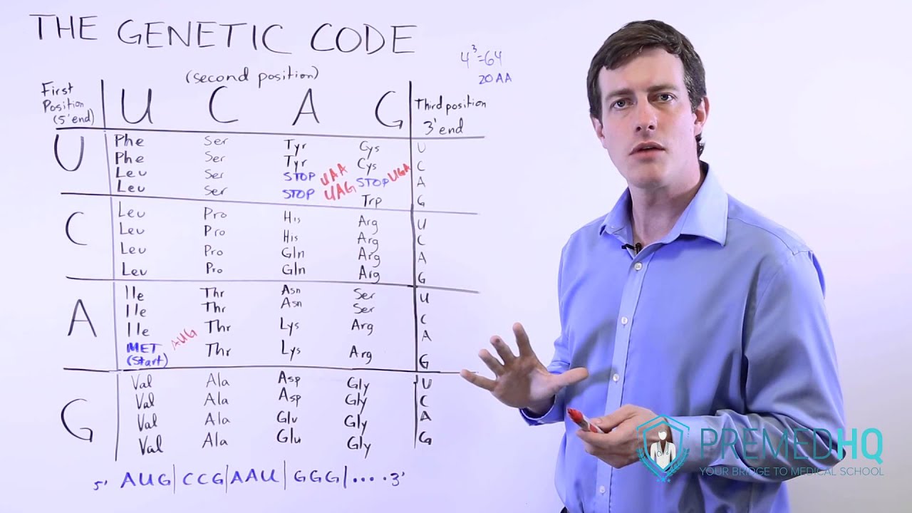 DNA and Genetic Mutations | 3 Types of Point Mutations and Frame Shift Mutations