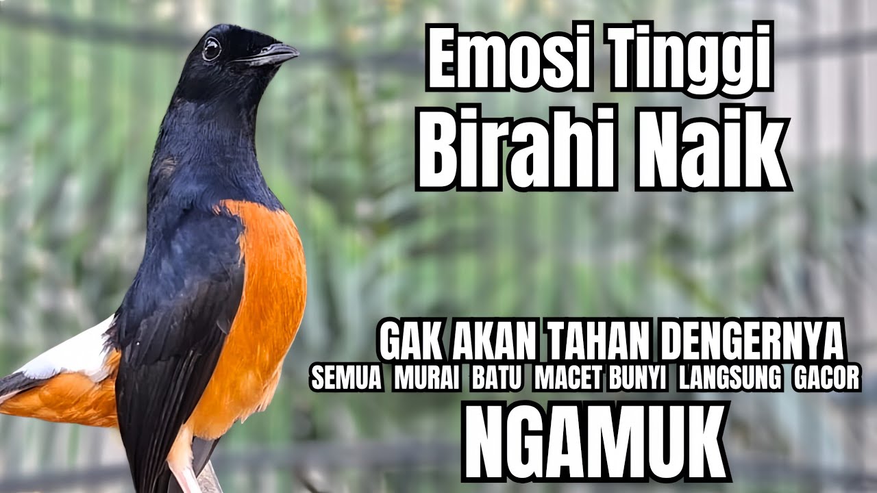 PANCINGAN murai Batu FIGHTER NEMBAK ISIAN GANAS !! Semua murai mental drop dengar ini AUTO GACOR 
