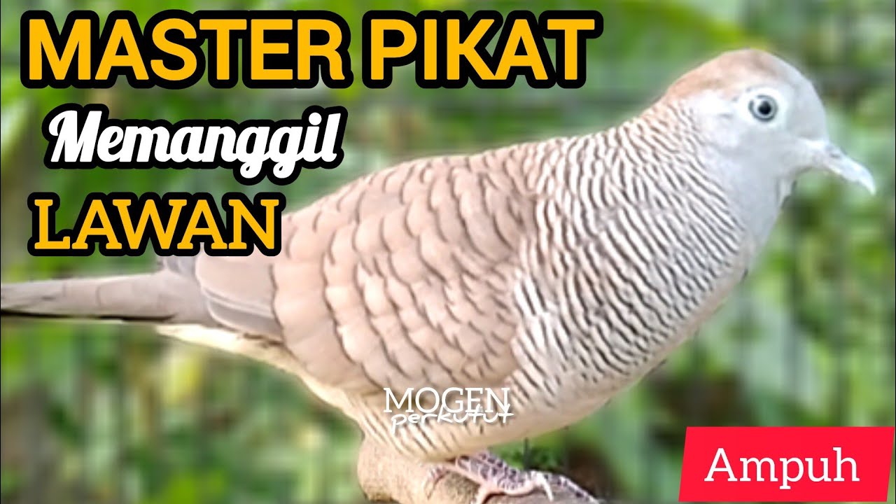 Perkutut Lokal Gacor Suara Besar || Master Pikat Memanggil Lawan 💯% Ampuh 