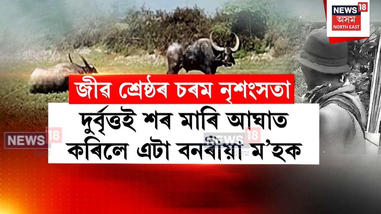 North Guwahati News | দুস্কৃতিকাৰীৰ জিঘাংসাৰ বলি হৈ যন্ত্ৰণাত ছটফটাইছে এটা বনৰীয়া ম’হে | N18V