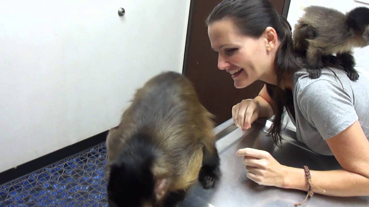 Baby monkey nala plays with Mango the capuchin