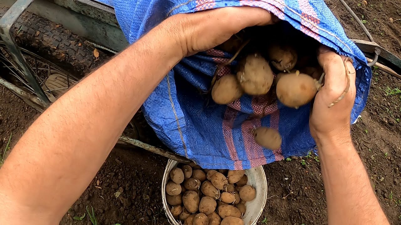 Prace ogrodowe Sadzenie ziemniaków