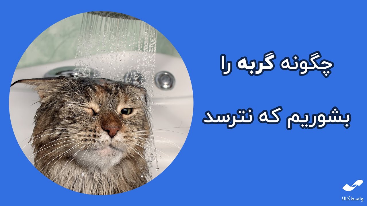 چگونه گربه را بشوریم که نترسد؟