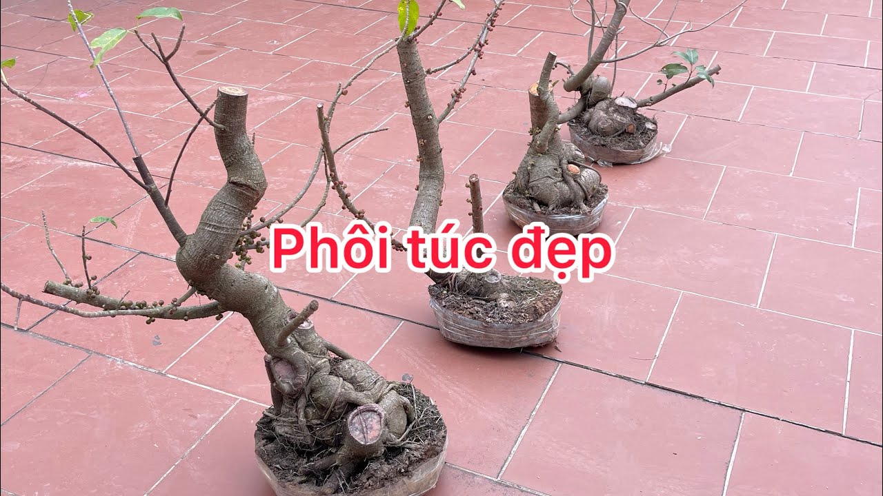 Bốn cây Túc thân, củ đẹp 