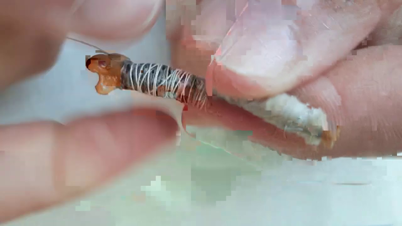 كيف اعمل على عظم الهدهد و اجهزهة