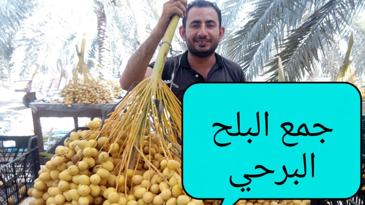 إزاي تجمع البلح البرحي؟ How to collect data barhi