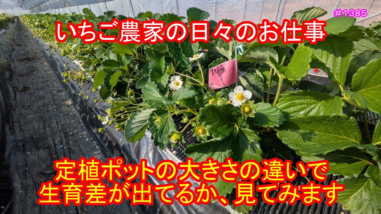 定植ポットの大きさの違いで生育差が出るのか、見てみます　いちご農家の日々のお仕事　＃１３８５