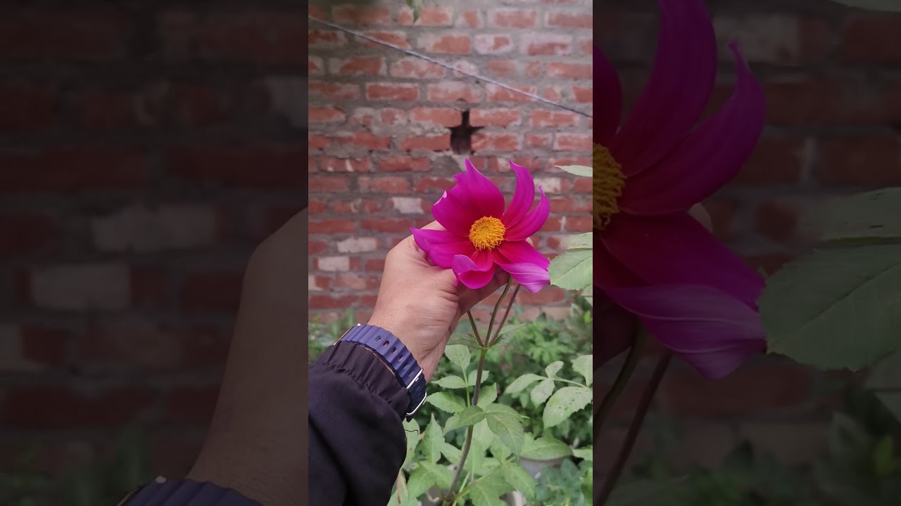 @hamare yahan barish Hui aur barish ke Mausam ka view#please subscribe my channel