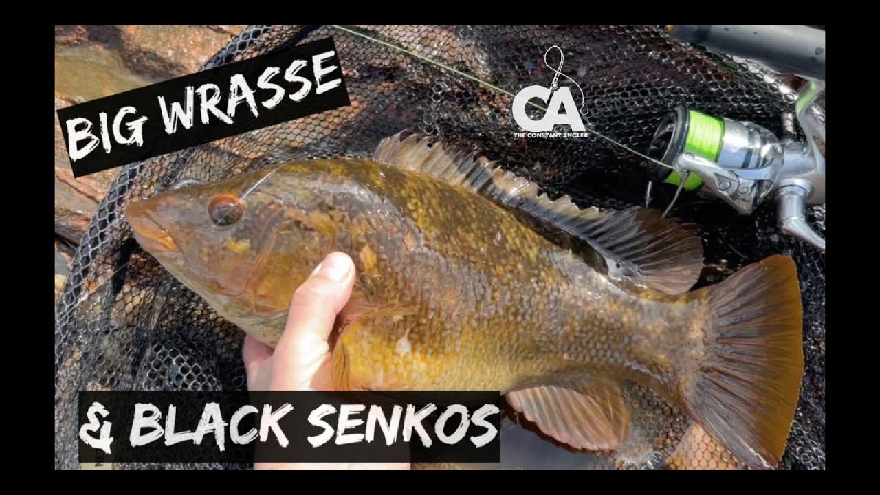 Can You Catch Bigger Wrasse With This Lure?