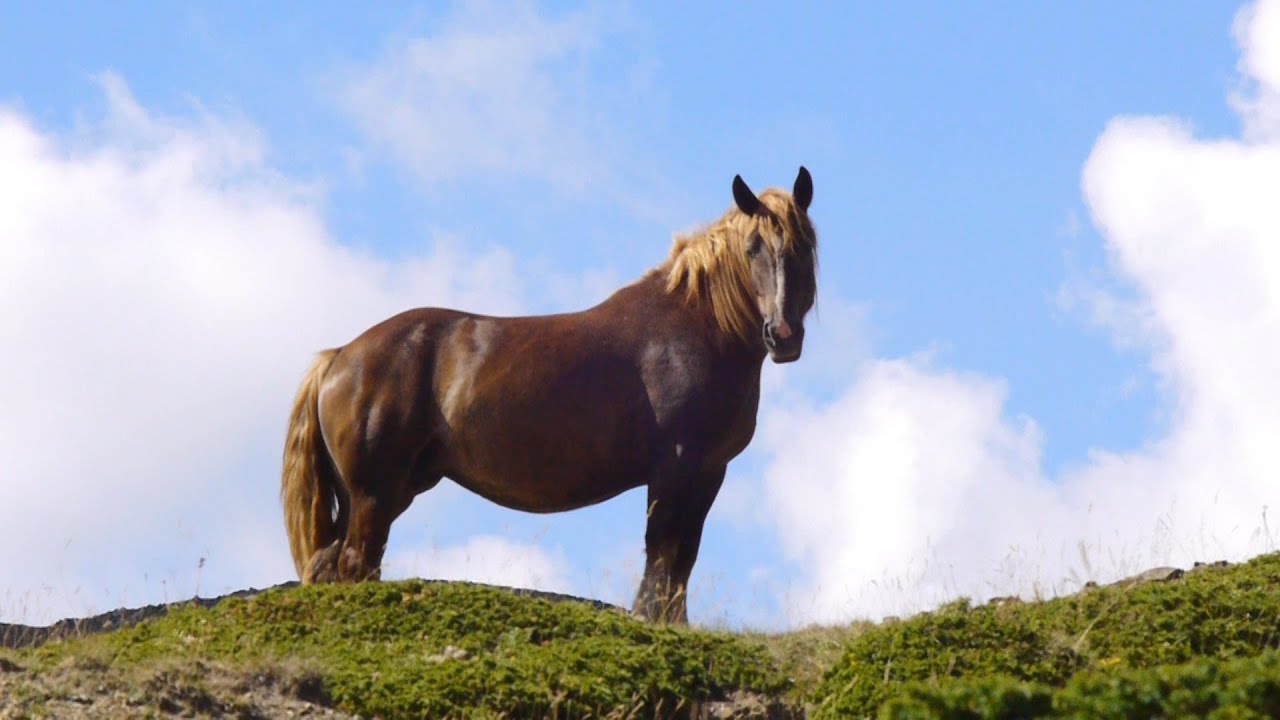 CAVALLI LIBERI