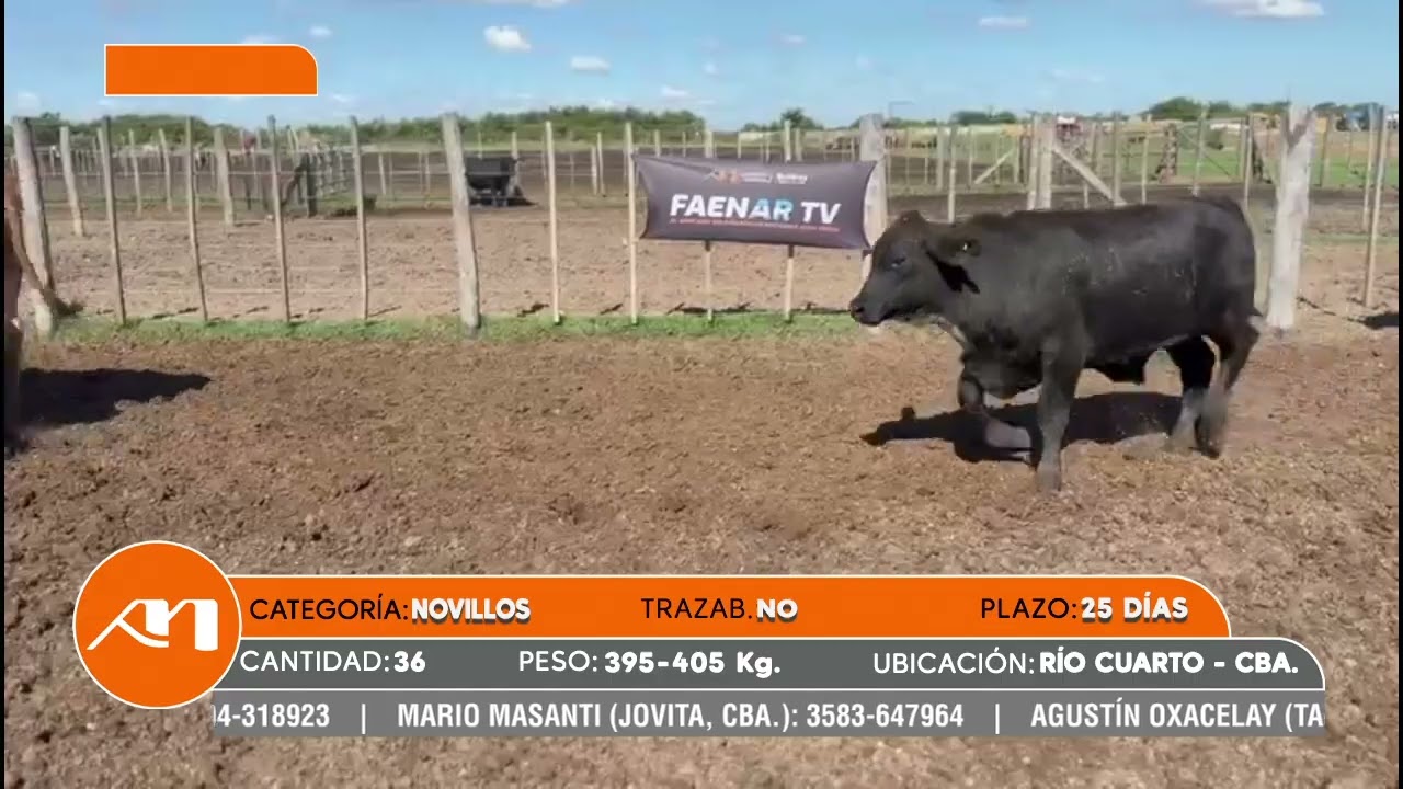LOTE 33