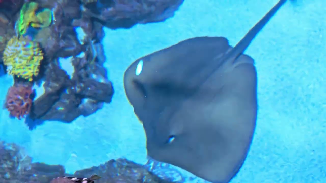 Aquarium Phuket 2025