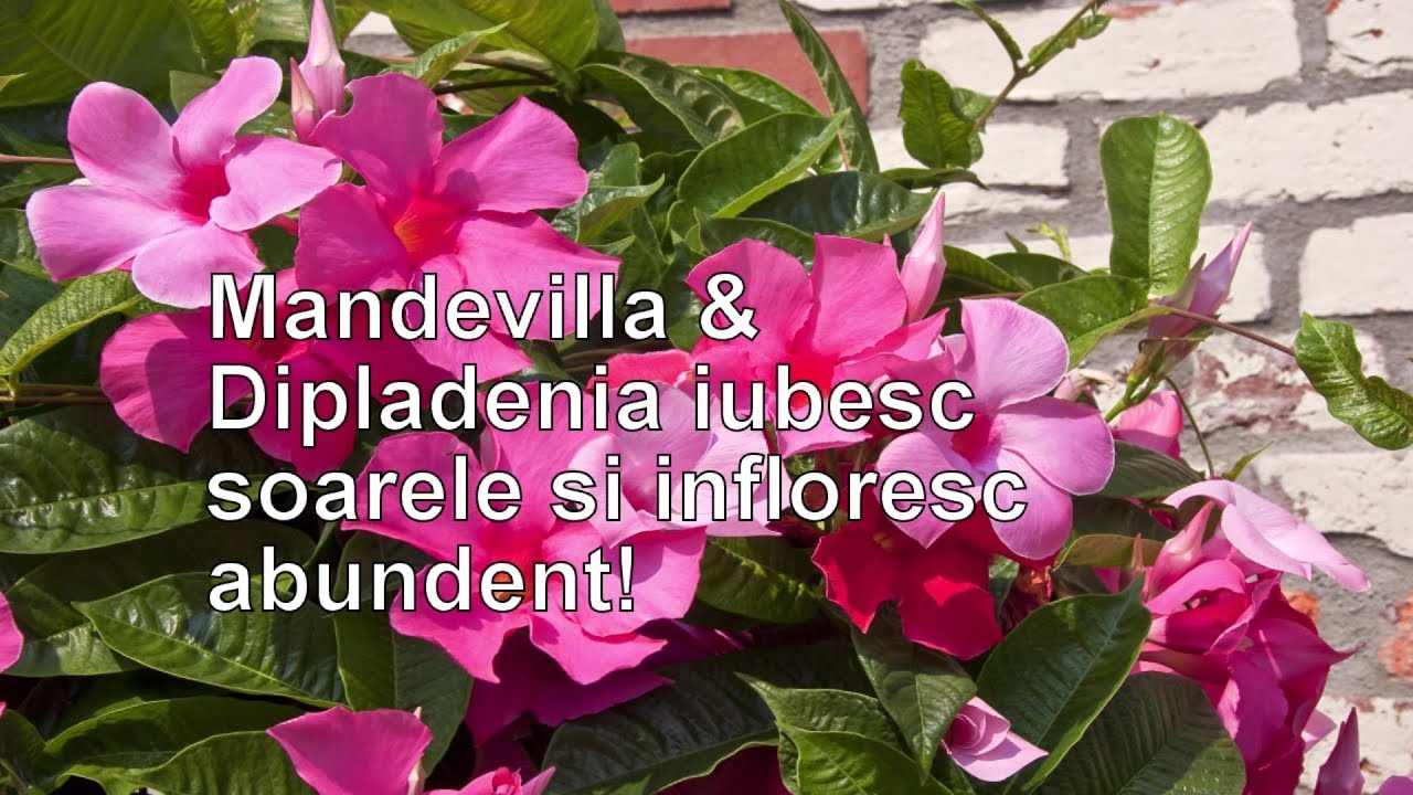 Mandevilla si Dipladenia - bogația florilor