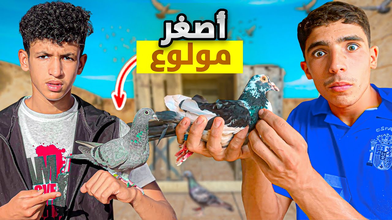 حياة مولوع: تربية الحمام الزاجل🕊️ دوزت أحسن نهار مع أصغر مولوع😍