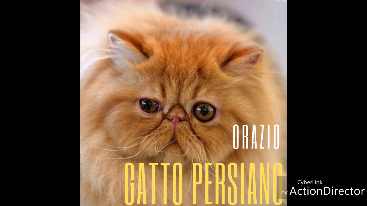 ORAZIO- GATTO PERSIANO