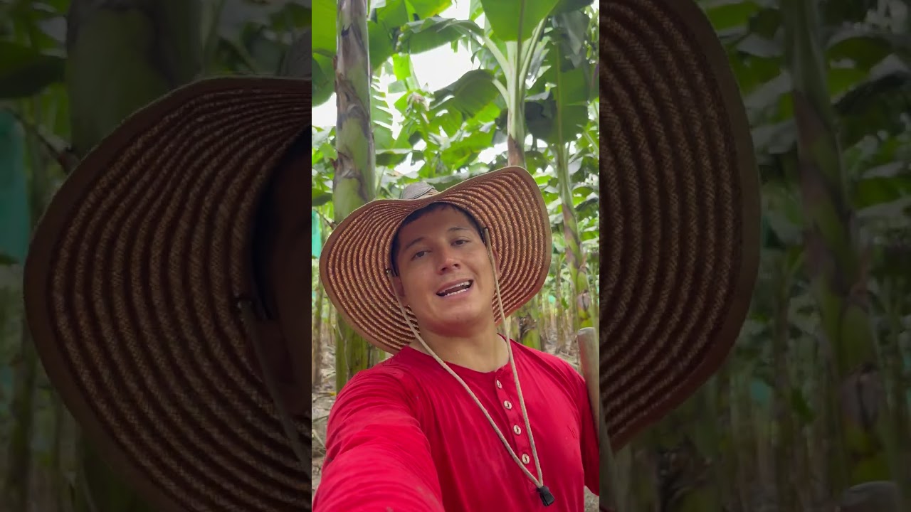 cosas que no sabias de la gallinaza!!