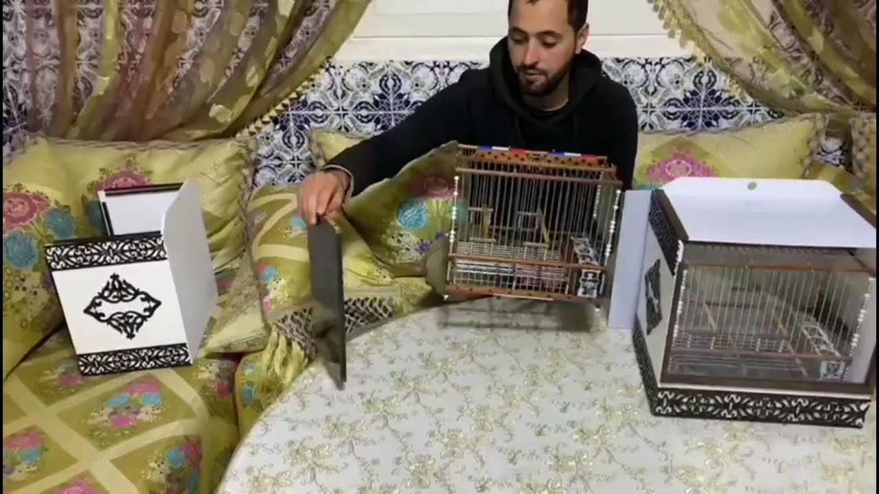 #اقفاص_ملكية #الحسون_الوداني مع فوندانت مشاء الله