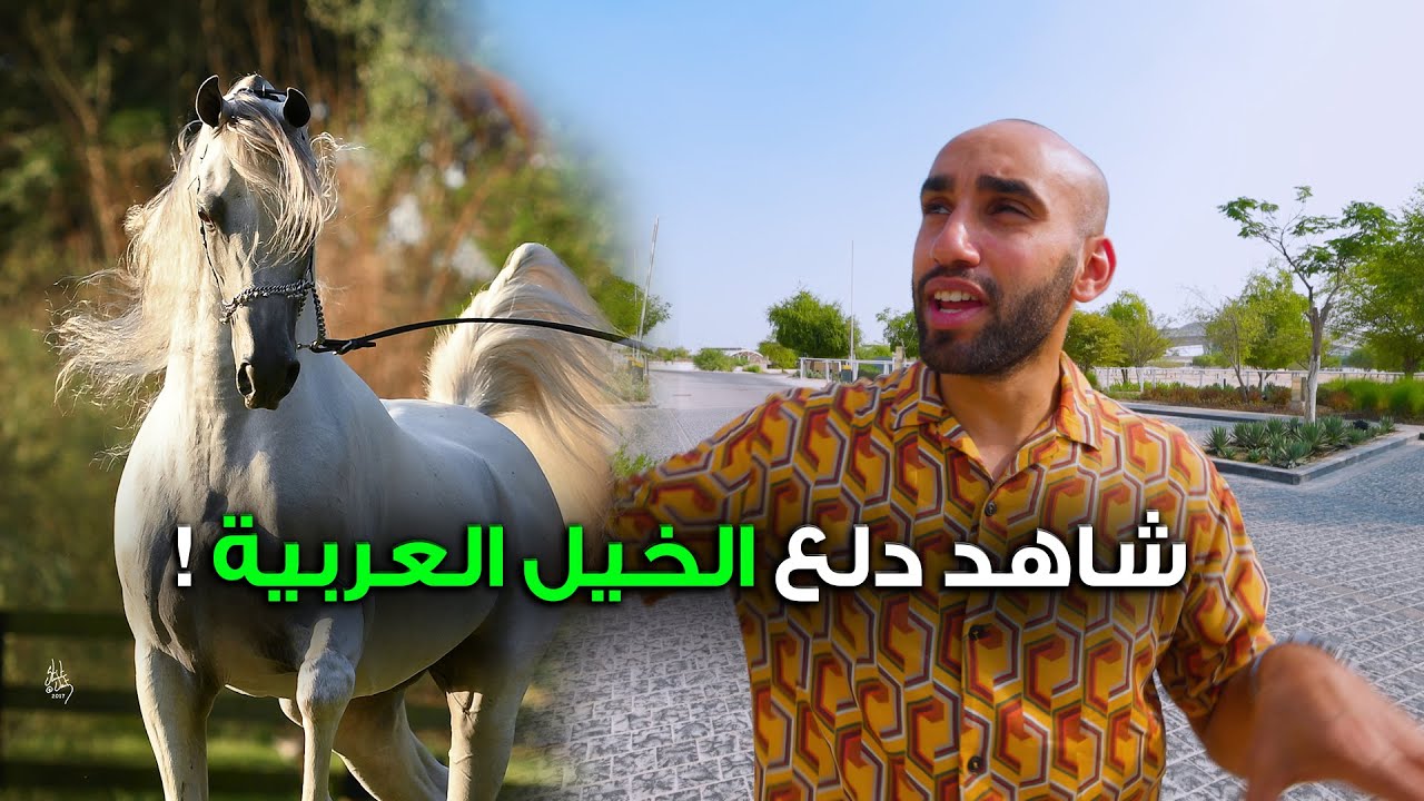 الخيل العربية الأصيلة كما لم تراها من قبل