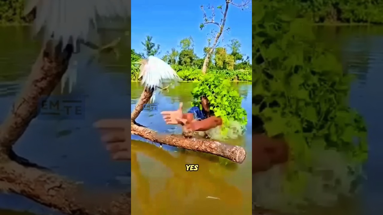 HOW TO CATCH BIRDS SILENTLY