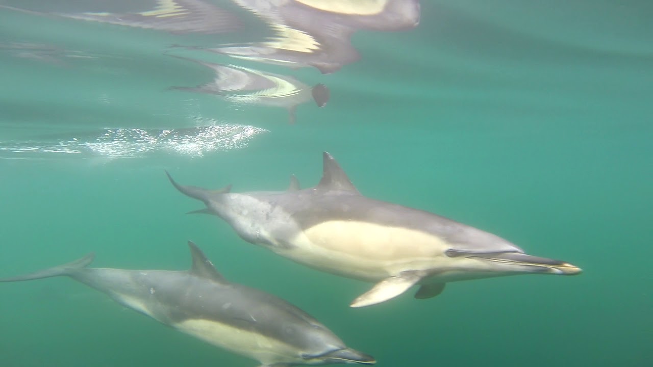 Short-beaked Common Dolphins