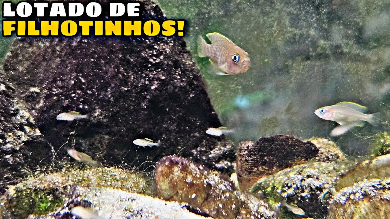 MEUS CICLÍDEOS AFRICANOS DO TANGANYIKA ESTÃO REPRODUZINDO DEMAIS!