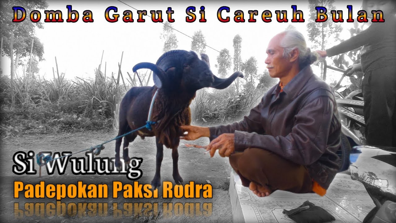 Domba Garut Si Careuh Bulan (Luwak) Dogar Unik Penyempurna Racikan Ternak Pdp. Paksi Rodra