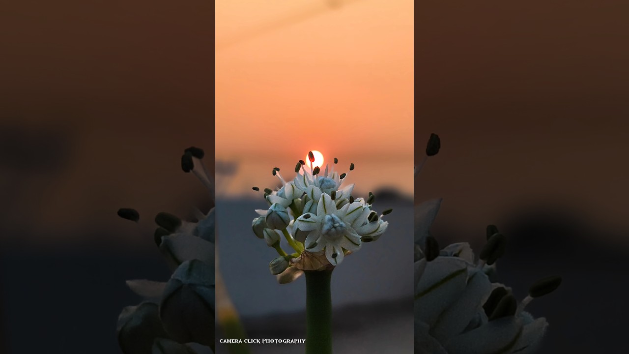 How to capture Sun set flower 🌺🌿photography in mobile using pro 📸mode Il Tips And Tricks🎯