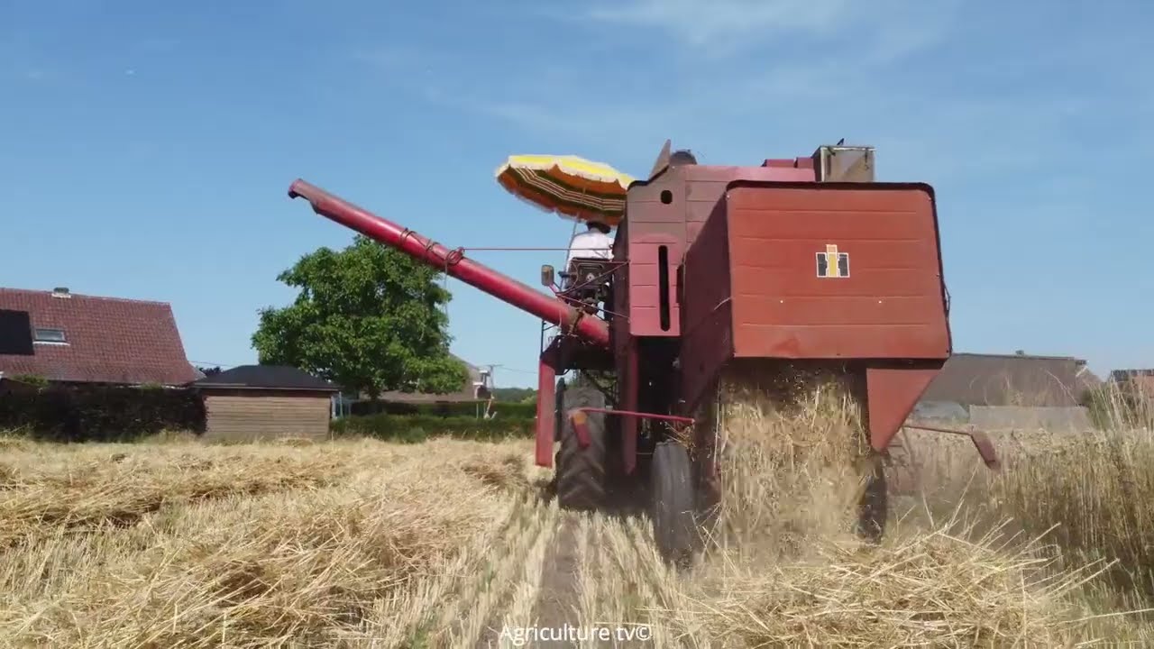 Wheat harvest-International 321-Tarwe dorsen -2022