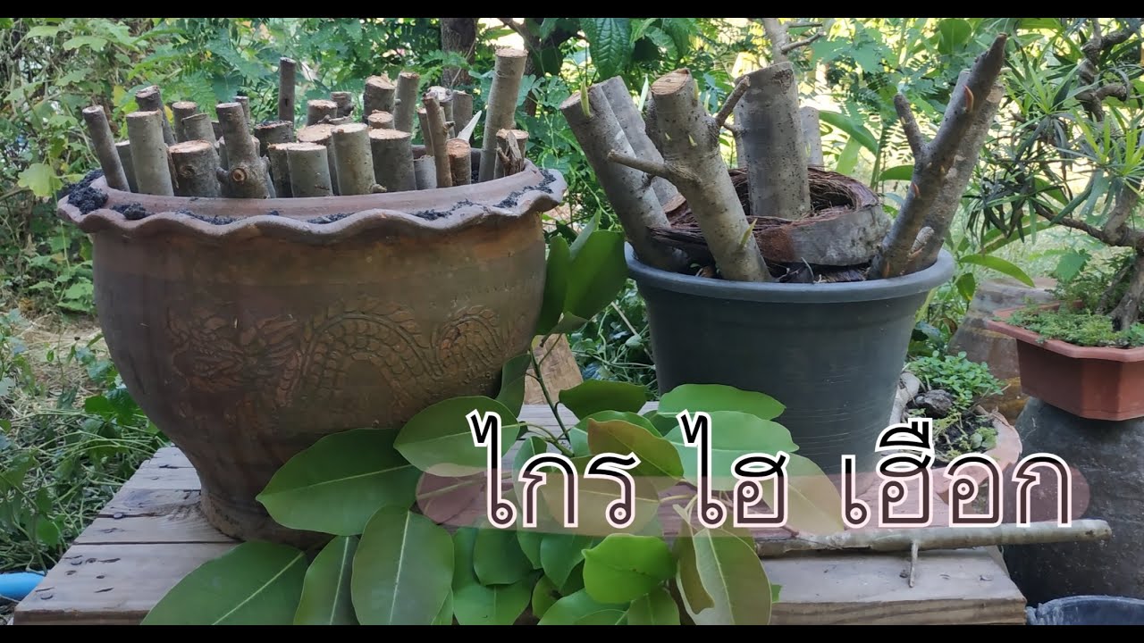 นักล่าบอนไซ:วิธีชำไกรแดง(ผักเฮือก ผักไฮ)พร้อมอับเดท