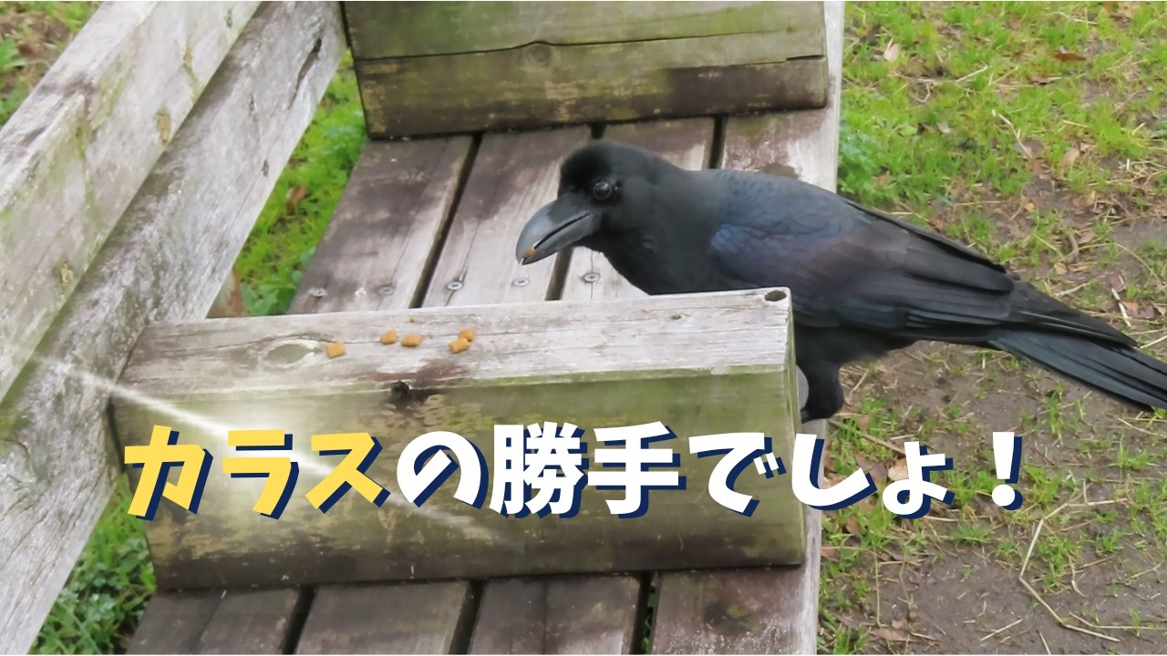 なんだか楽し気なカラスたち The crows look like they're having fun! #wildbirds