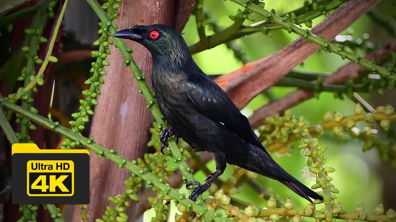 ASIAN GLOSSY STARLING | BIRDS OF BORNEO | YCLEE PHOTOGRAPHY