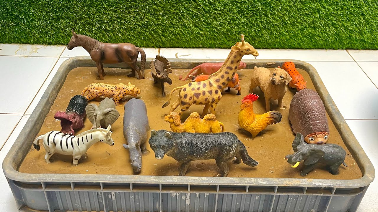 From Grasslands to A Wildlife : Exploration Safari and Mountain Animal Kingdoms