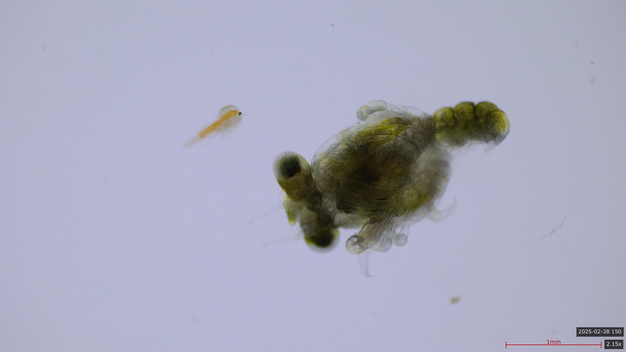 Muda de larvas de centolla