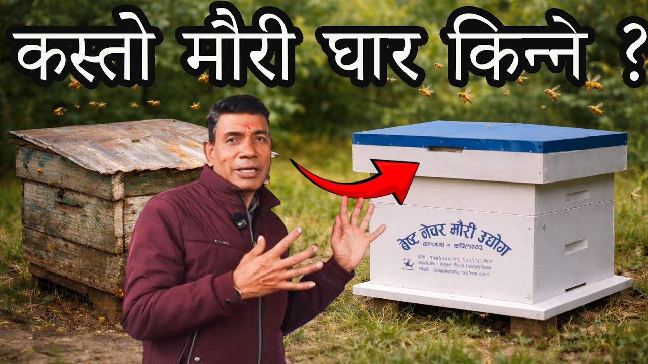 मौरीको घार किन्दा सस्तो खोज्ने कि कस्तो खोज्ने त ?