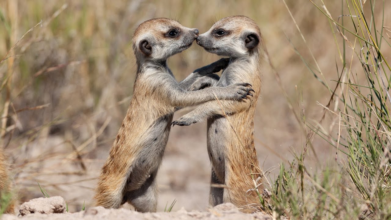 C&oacute;mo los animales hablan entre ellos | DOCUMENTAL de ANIMALES | Somos Documentales
