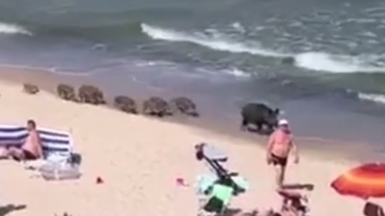 Famigliola di cinghiali a spasso sulla spiaggia tra gli sguardi increduli dei bagnanti