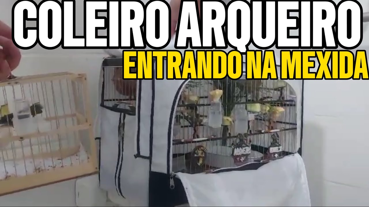 COLEIRO ARQUEIRO ENTRANDO NA MEXIDA PARA O NACIONAL