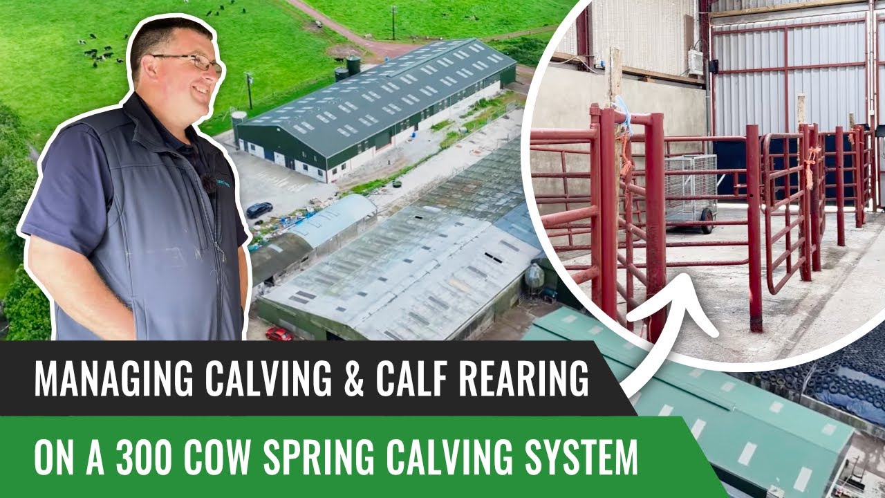 Managing Calving & Calf Rearing on a 300 Cow Spring Calving System
