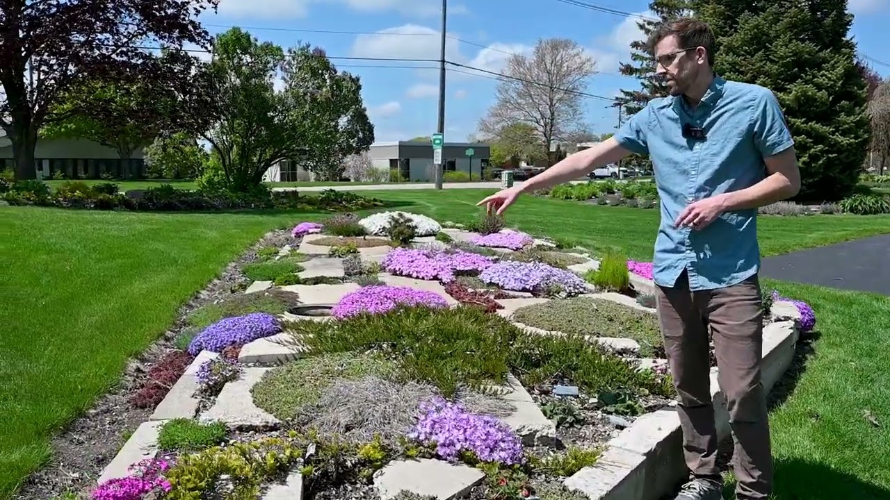 Cultivating Your Crevice Garden 🪨 | Walters Gardens