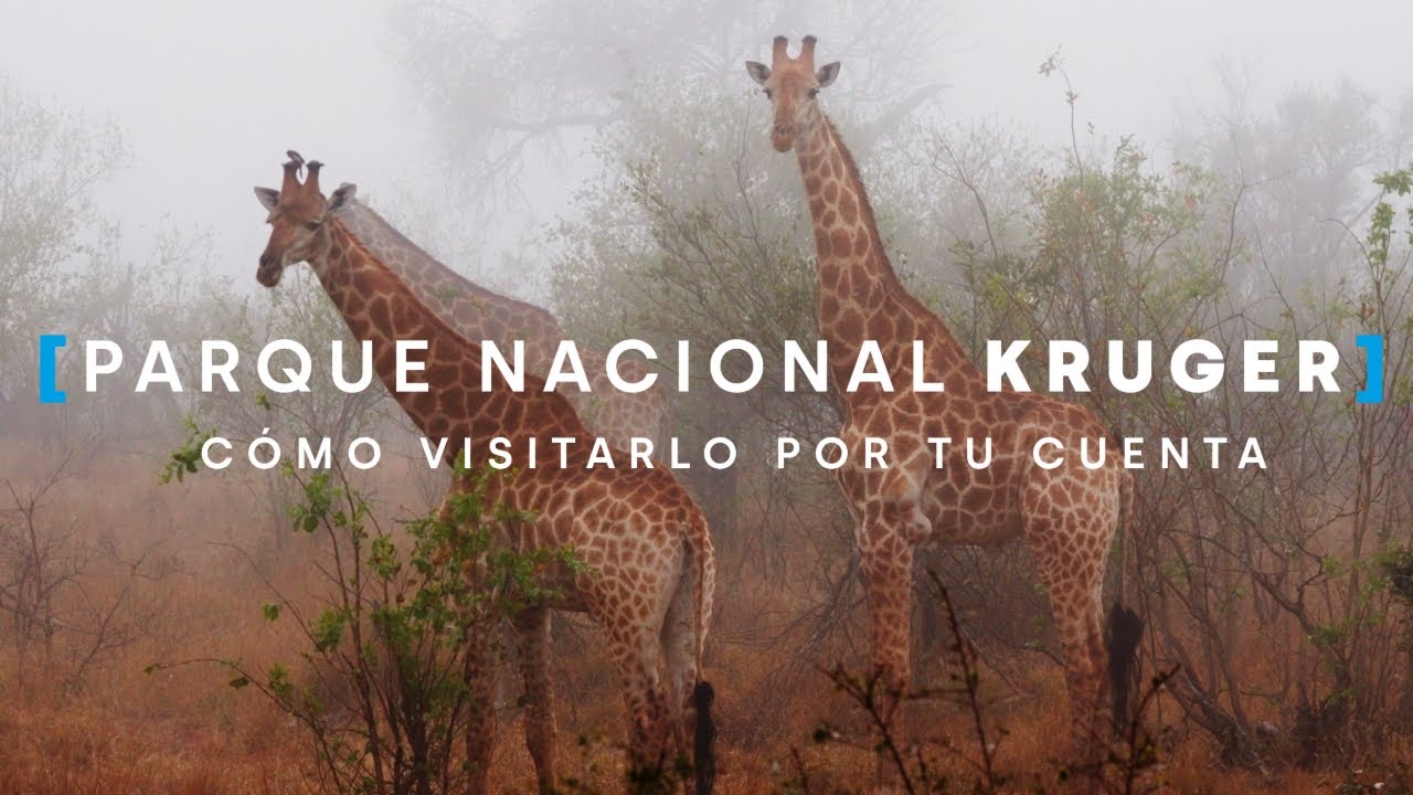 CÓMO VISITAR EL PARQUE KRUGER POR TU CUENTA / SUDÁFRICA