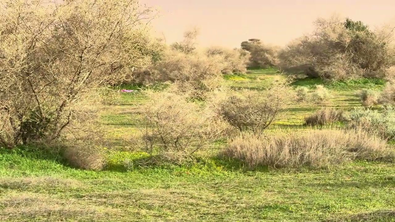 ربيع روضة التنهات عصر السبت بعد نزول الأمطار ١٤٤٧/٨/١٩هـ